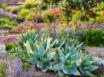 Xeriscape garden featuring drought-tolerant plants, rocks, and mulch designed for low-water landscaping.