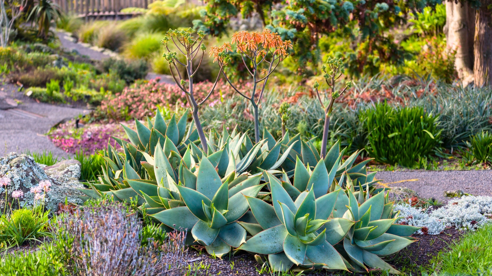 Xeriscape garden featuring drought-tolerant plants, rocks, and mulch designed for low-water landscaping.