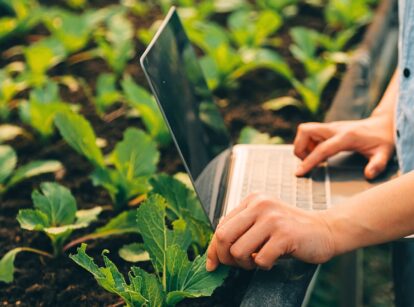 A woman’s hands, one typing on a laptop and the other gently touching the leaves of nearby plants.