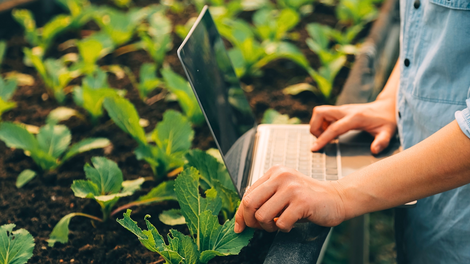 A woman’s hands, one typing on a laptop and the other gently touching the leaves of nearby plants.