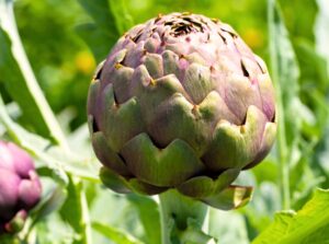 Artichoke plant with large, spiky, silvery leaves and vibrant purple florets starting to bloom.