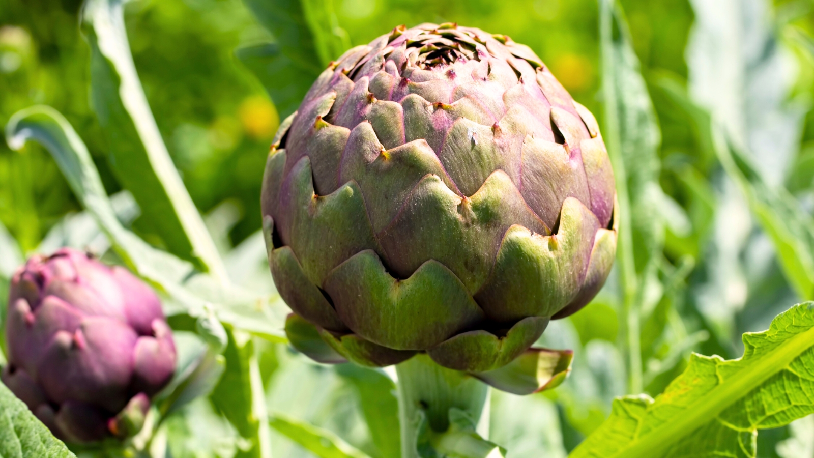 Artichoke plant with large, spiky, silvery leaves and vibrant purple florets starting to bloom.