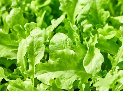 A close-up of fresh green arugula leaves growing in a garden bed.