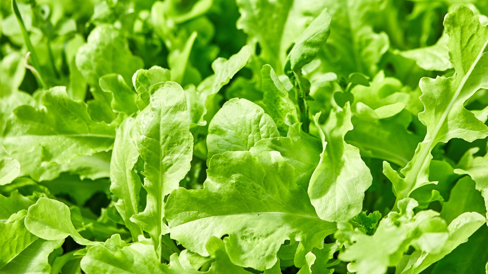 A close-up of fresh green arugula leaves growing in a garden bed.