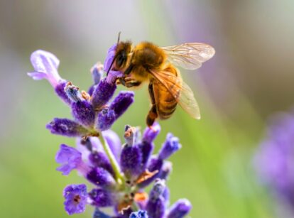 A honey bee perched on a lavender flower, collecting nectar from its purple blooms.