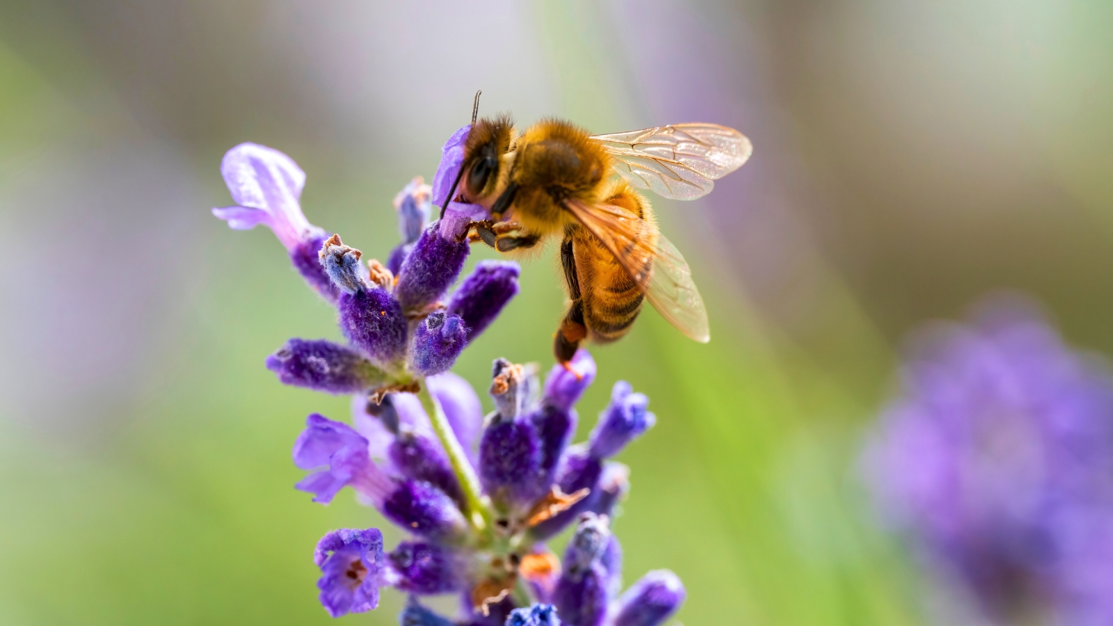 A honey bee perched on a lavender flower, collecting nectar from its purple blooms.