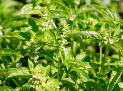 Growing basil plants with lush green leaves and small white flowers in the garden.