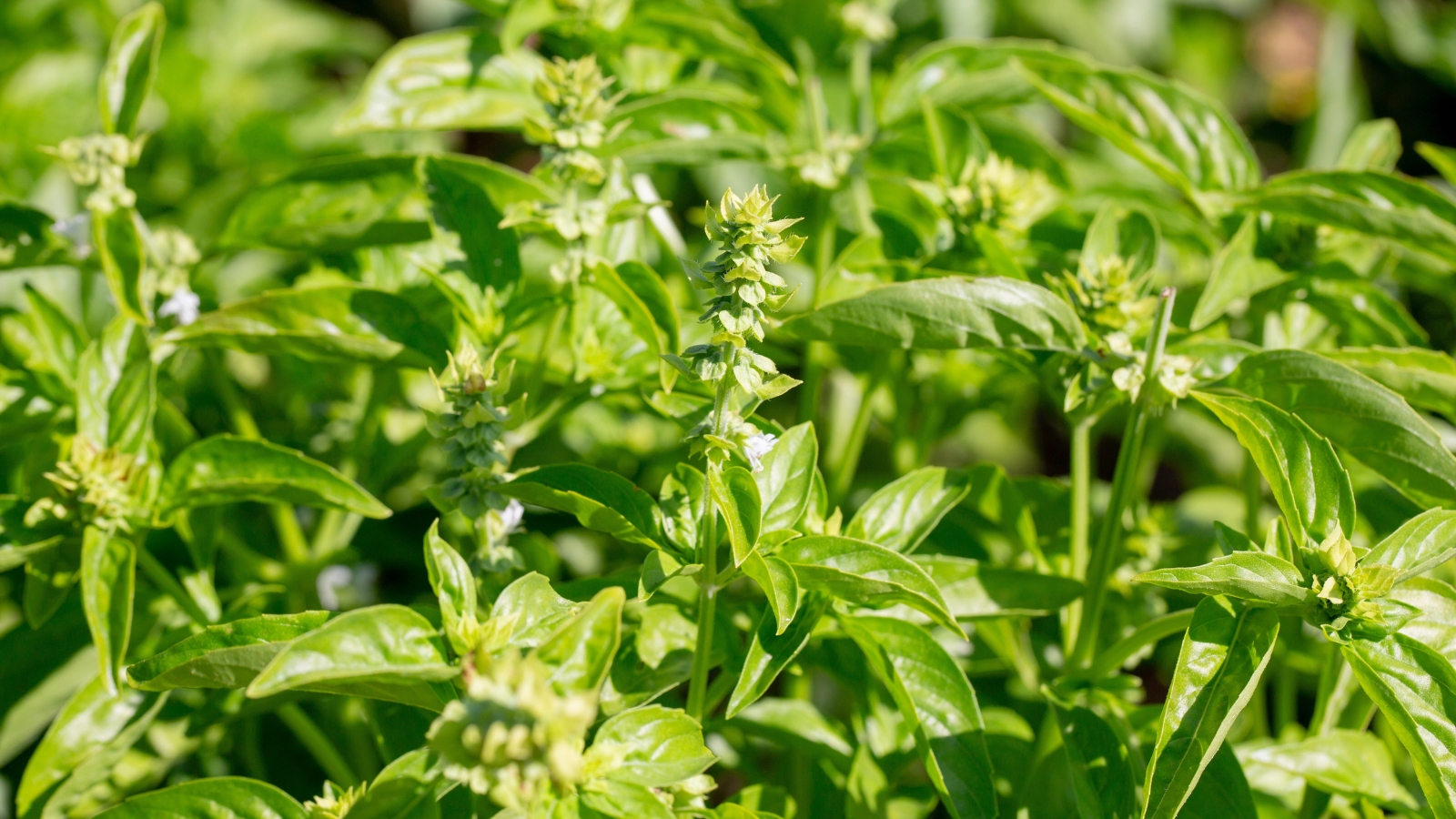 Growing basil plants with lush green leaves and small white flowers in the garden.