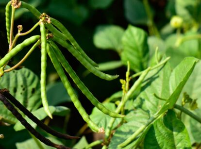 Bean plants grow in a garden bed, featuring broad green leaves and elongated pods hanging from the stems.