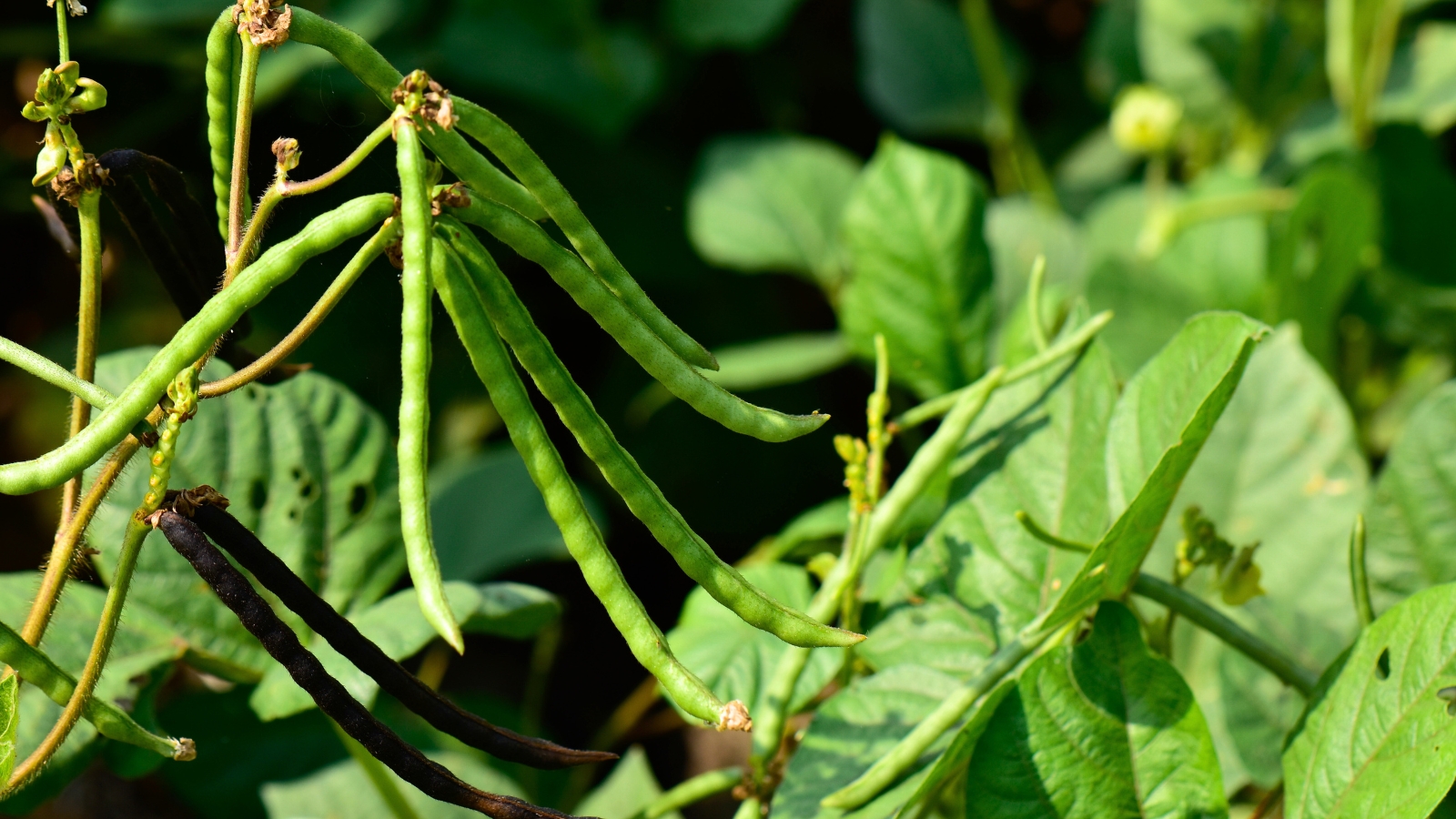 Bean plants grow in a garden bed, featuring broad green leaves and elongated pods hanging from the stems.