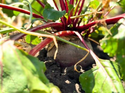 Beet growing in the garden, with deep red roots partially exposed and vibrant green, leafy tops.