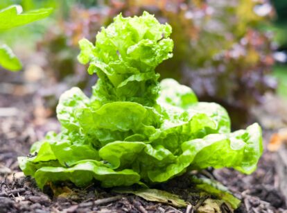 Lettuce bolting in a raised bed, showing an elongated stem and wide, bright green leaves with a slightly wrinkled texture.