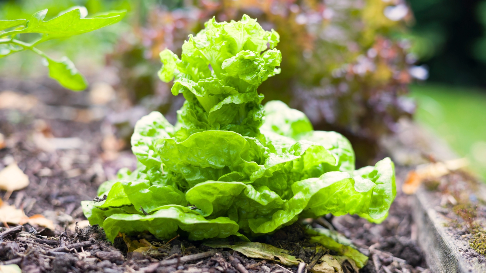 Lettuce bolting in a raised bed, showing an elongated stem and wide, bright green leaves with a slightly wrinkled texture.