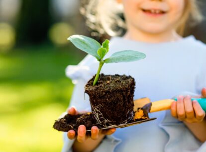 A small blonde girl holds a yellow shovel with a young seedling, displaying a root ball, thin stem, and a pair of oval, dark green cotyledons.