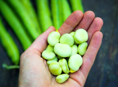 A man's hand holding green, ripe fava beans.