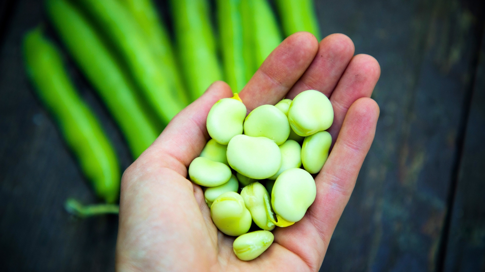 A man's hand holding green, ripe fava beans.