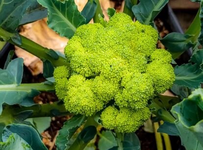 Broccoli plant growing in a garden bed, with broad green leaves and a large, tight cluster of green florets.