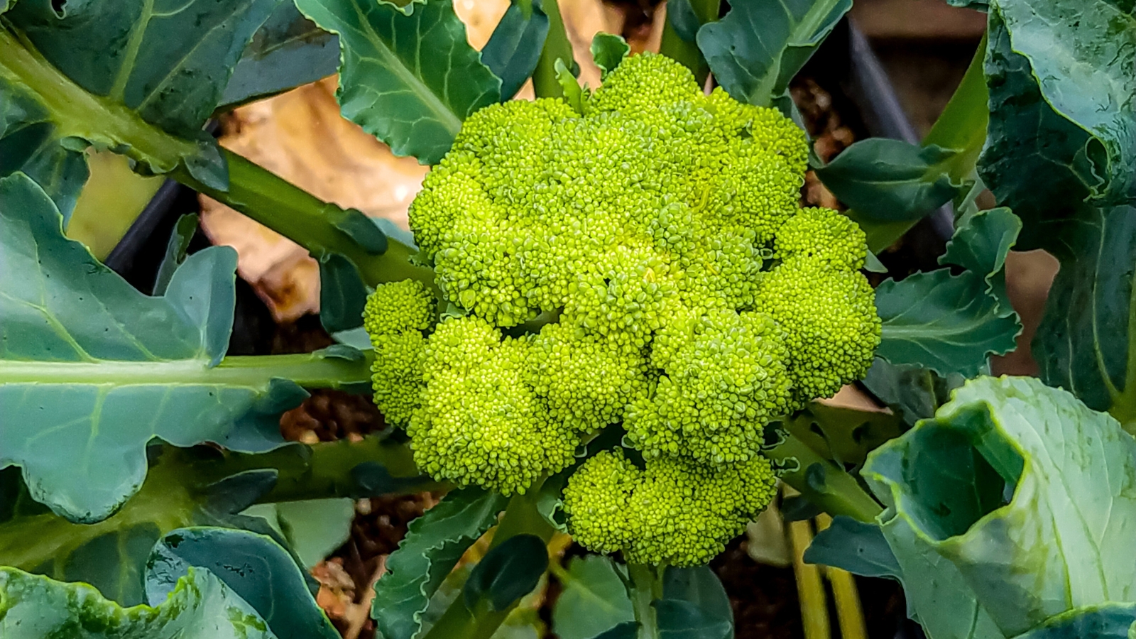 Broccoli plant growing in a garden bed, with broad green leaves and a large, tight cluster of green florets.