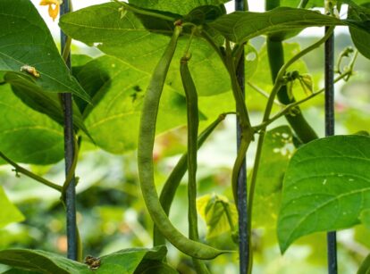 Pole beans growing with green leaves and elongated pods on climbing vines.