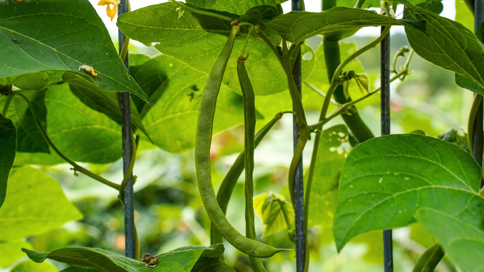 Pole beans growing with green leaves and elongated pods on climbing vines.