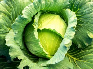 A close-up view from above of a growing cabbage in a garden, showing its tightly wrapped green leaves and intricate layers.