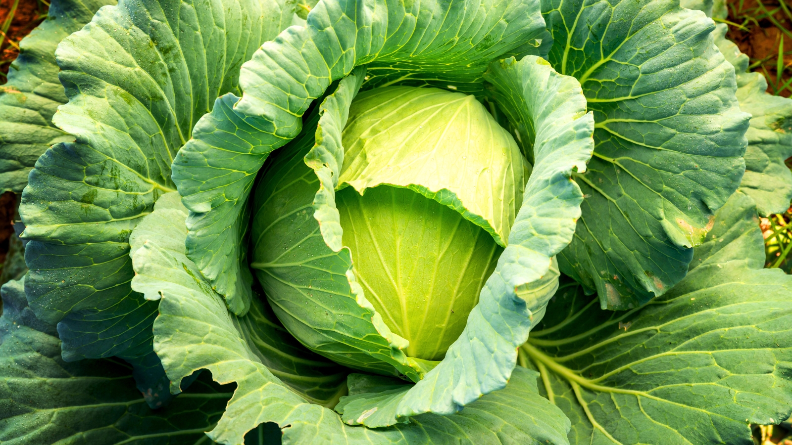 A close-up view from above of a growing cabbage in a garden, showing its tightly wrapped green leaves and intricate layers.