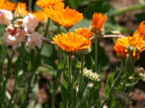 Blooming calendula plants with bright orange flowers in a sunny garden.