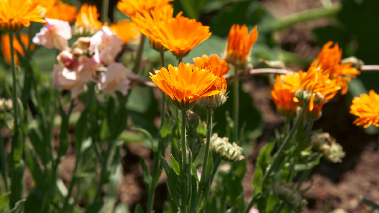 Blooming calendula plants with bright orange flowers in a sunny garden.