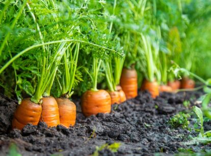 Carrots growing in a garden bed, with green feathery leaves above and orange roots partially visible in the soil.