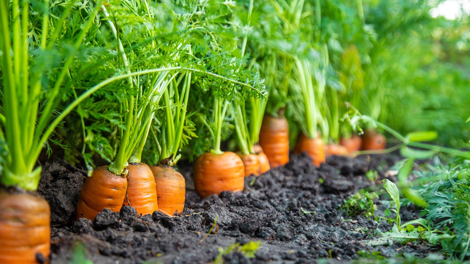 Carrots growing in a garden bed, with green feathery leaves above and orange roots partially visible in the soil.