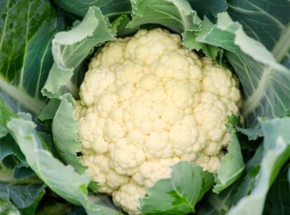 Close-up of a cauliflower plant showing its green leaves and white, curd-like flower head.