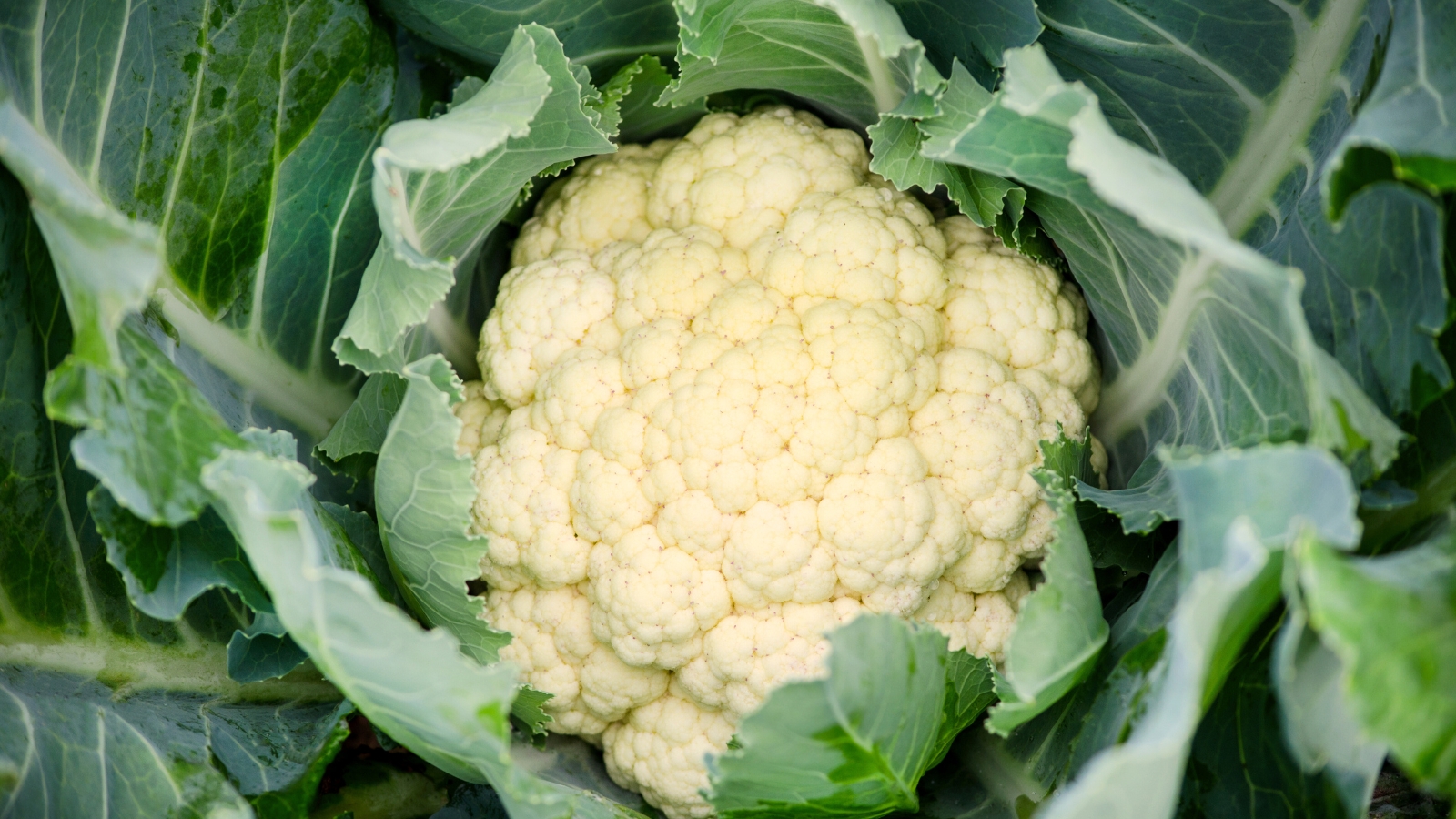 Close-up of a cauliflower plant showing its green leaves and white, curd-like flower head.