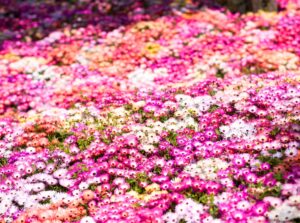 A flower field displaying a variety of blooms in pink, white, yellow, and orange, creating a colorful and vibrant landscape.