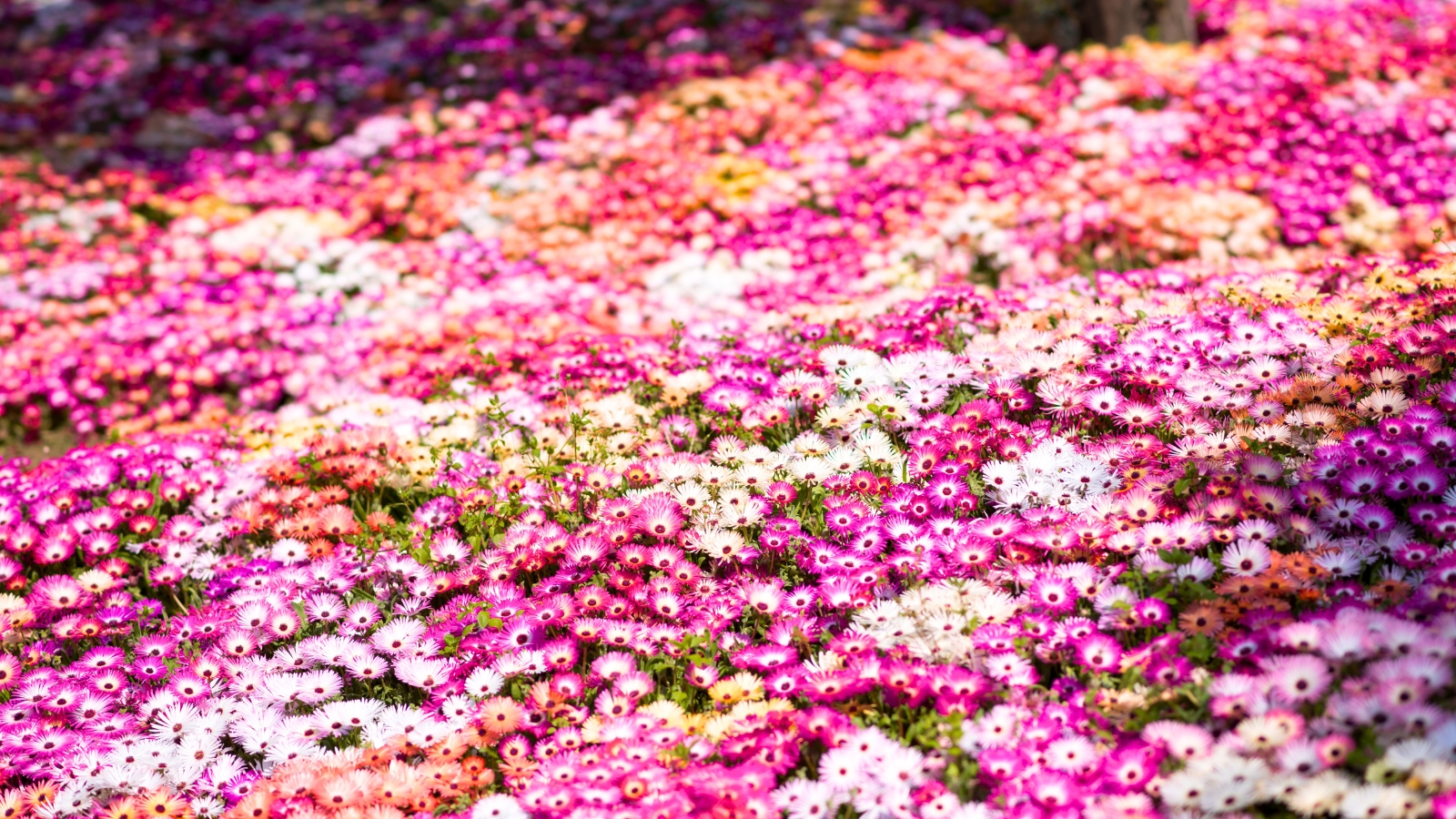 A flower field displaying a variety of blooms in pink, white, yellow, and orange, creating a colorful and vibrant landscape.