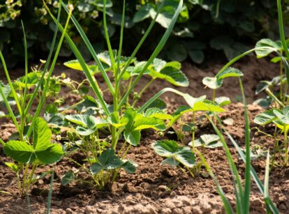 Garden bed featuring companion planting of strawberries and garlic, showing green strawberry leaves and garlic stems.