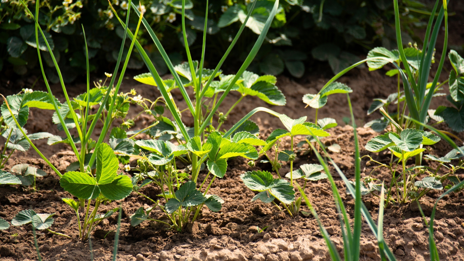 Garden bed featuring companion planting of strawberries and garlic, showing green strawberry leaves and garlic stems.