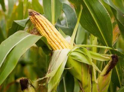 Corn plants with tall green leaves and developing ears of corn growing in the garden bed.