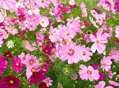 Cosmos flowers growing in the garden, featuring bright, colorful blooms with daisy-like petals in shades of pink and white, and fern-like green leaves.