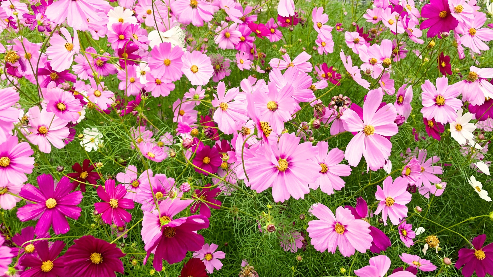 Cosmos flowers growing in the garden, featuring bright, colorful blooms with daisy-like petals in shades of pink and white, and fern-like green leaves.