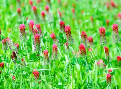 Green meadow with red clover incarnate flowers, showcasing cover crops growing soil health.