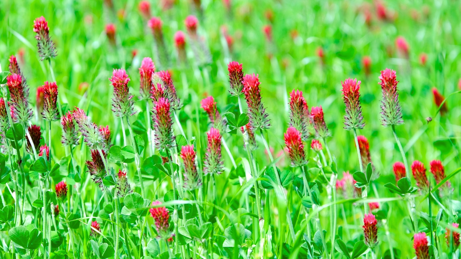 Green meadow with red clover incarnate flowers, showcasing cover crops growing soil health.