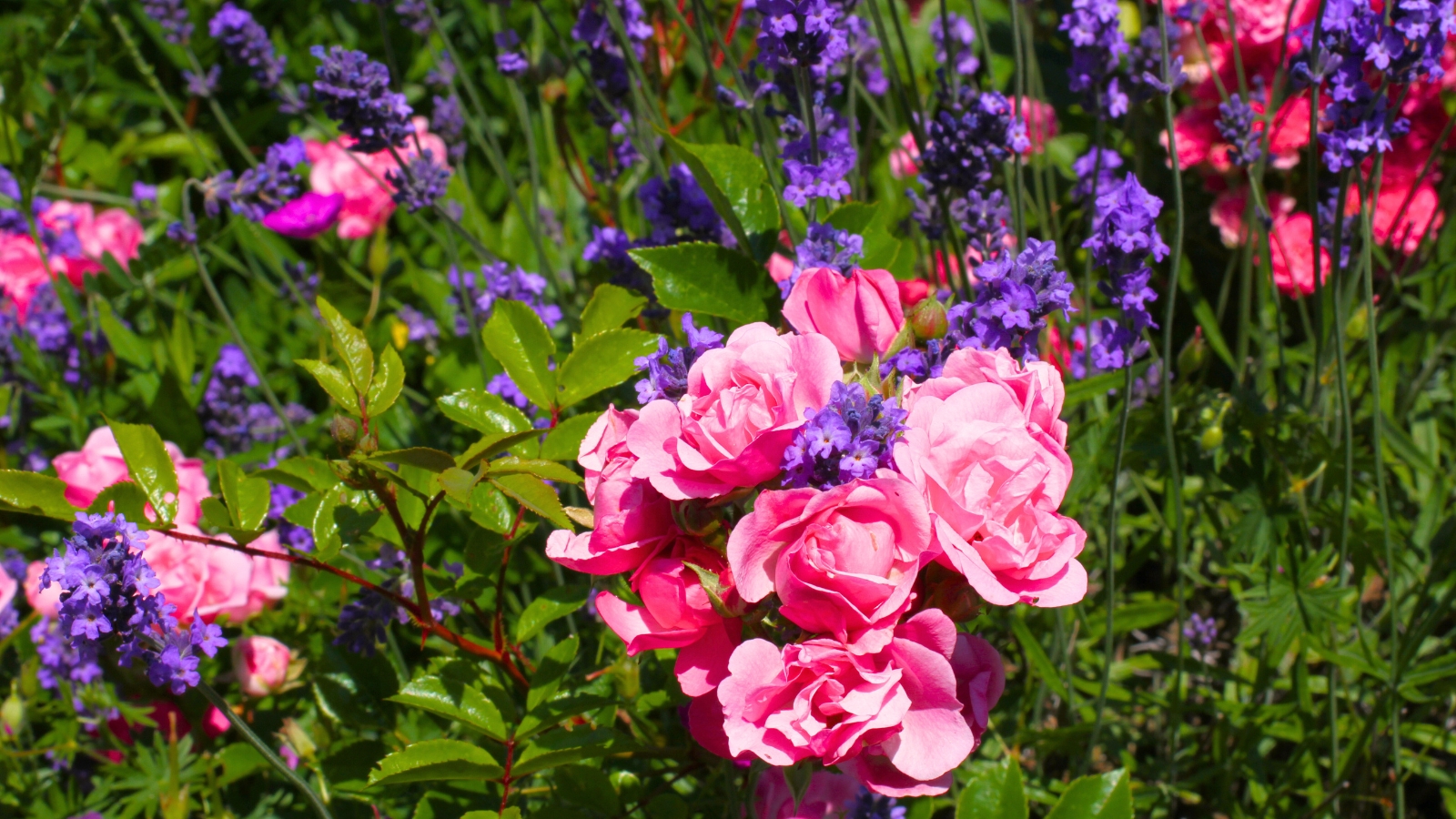 Pink and purple flowers grow together, creating a vibrant and creative color combination.