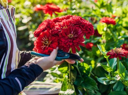 A female gardener holds a bouquet of freshly cut deep red zinnias and blue pruning shears.