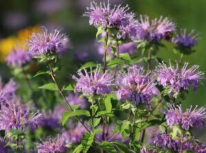 Numerous purple Bee Balm flowers in full bloom, displaying their vibrant petals and dense clusters against green foliage.