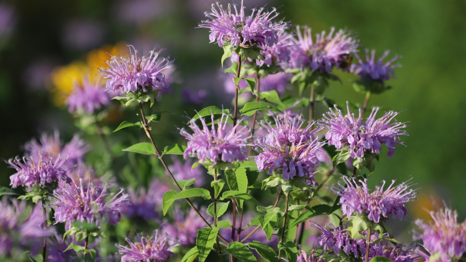 Numerous purple Bee Balm flowers in full bloom, displaying their vibrant petals and dense clusters against green foliage.