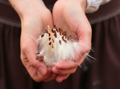 A woman holds milkweed seeds in her palms, with the seeds and silky fibers gently spread out.