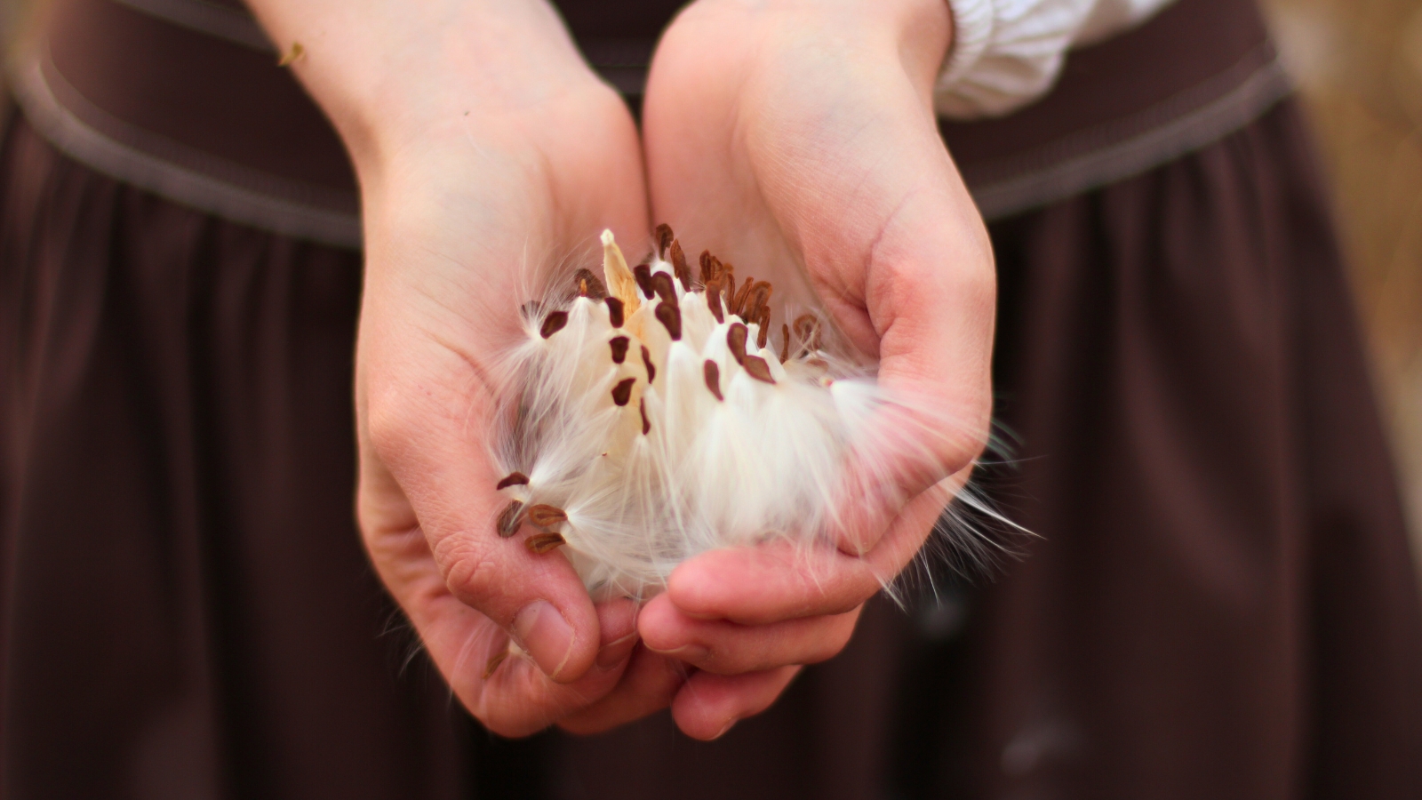 A woman holds milkweed seeds in her palms, with the seeds and silky fibers gently spread out.