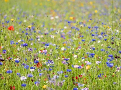 Close-up of a field of wildflowers featuring colorful poppies, calendulas, and cornflowers.