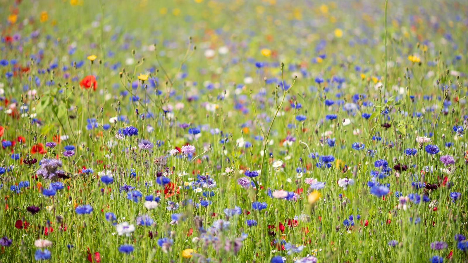 Close-up of a field of wildflowers featuring colorful poppies, calendulas, and cornflowers.