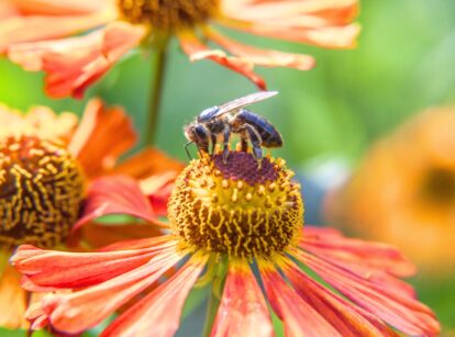 Close-up of a honey bee drinking nectar from a vibrant, colorful flower.